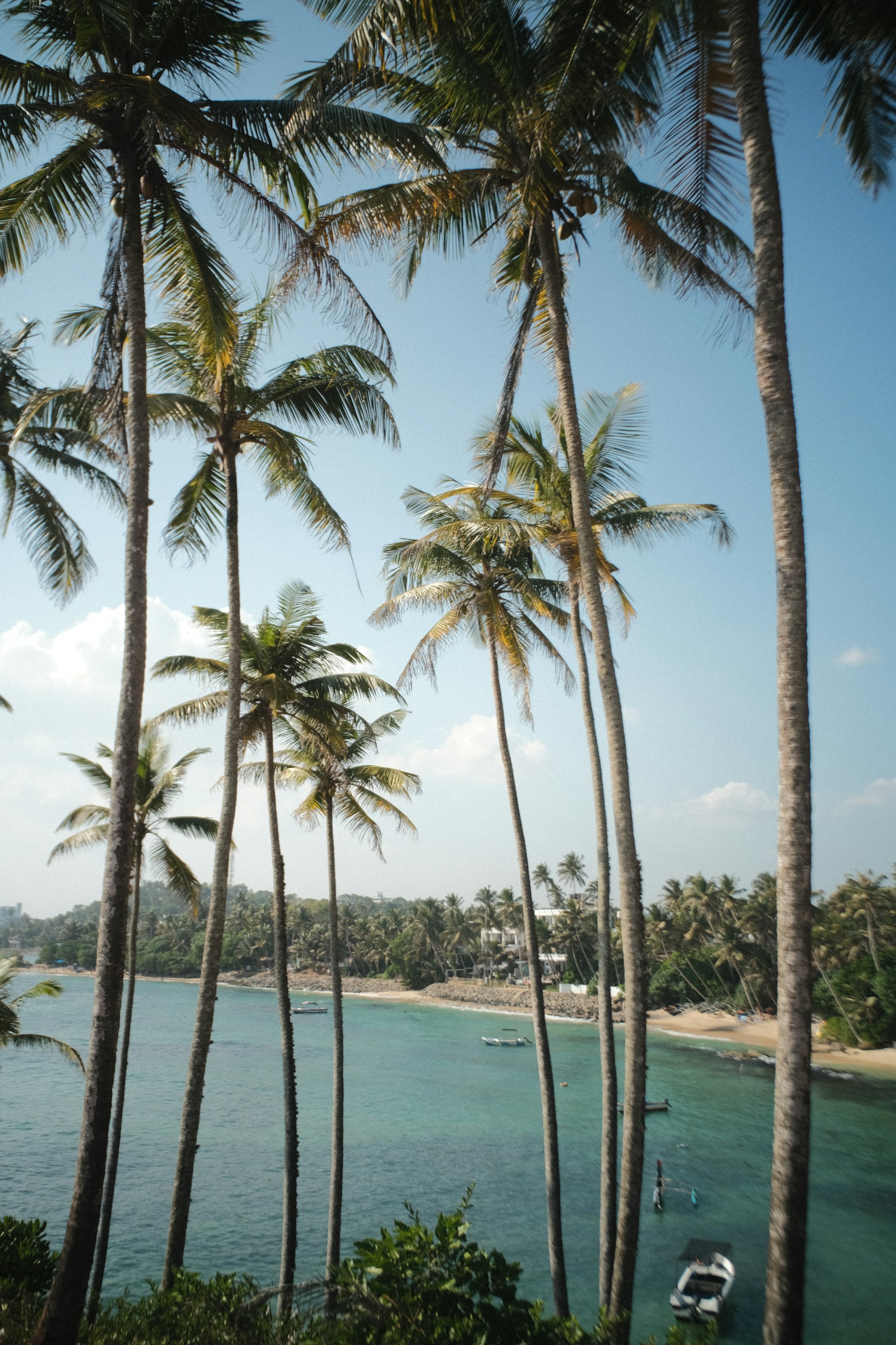 Palm-lined Mirissa coast in Sri Lanka